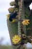 finch on cactus