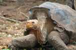 giant tortoise