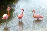 3 flamingoes