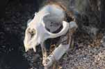 sea lion skull