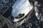 sea turtle skull